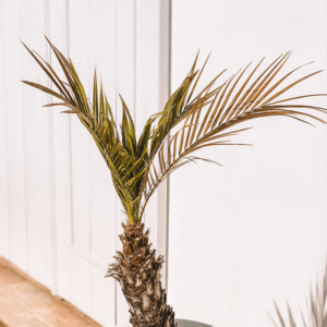 Plotted Indoor Plants